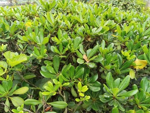 翠绿繁茂的灌木丛