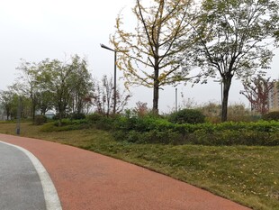 公园蜿蜒小径与绿植景观