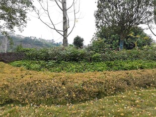 田野间的花草树木景观