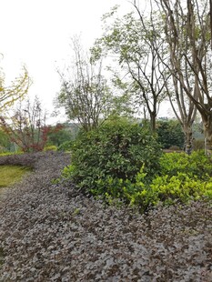 园林景观中的绿植与碎石