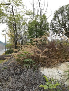 户外自然景观中的植物群落