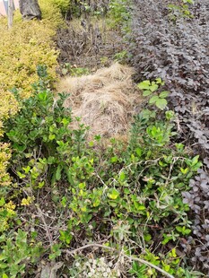 野外多样植物景观