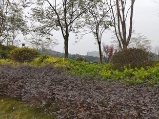 雨中多彩植物景观