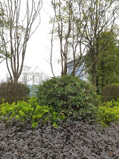 春日林间绿植景观