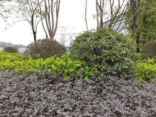 园林绿植景观一角
