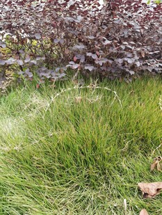 绿草与紫叶植物景观