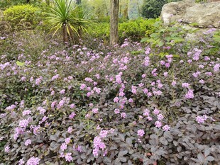 紫色花卉繁茂的美丽景观