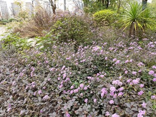 繁花绿植装点的美丽景致