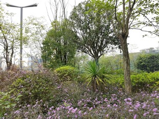春日繁花绿树景观