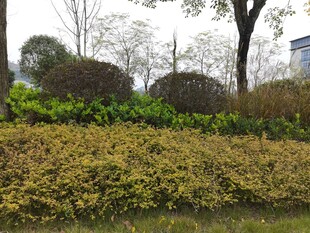 城市绿化带景观植物