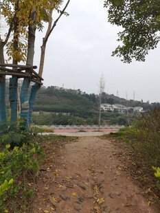 乡间小径自然静谧之景