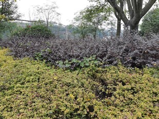 野外繁茂绿植与树木景观