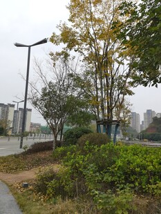 城市路边绿植景观