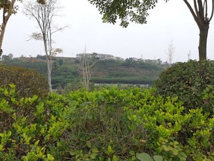 绿意盎然的户外植物景观