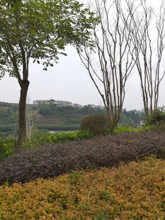 郊外多彩植物景观