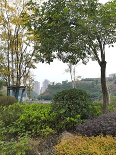 城市中的绿意盎然景观