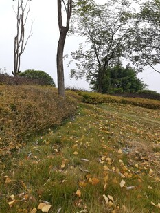 秋日草地树林风景图