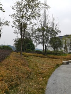 秋日公园小径风景