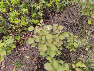地面绿植与杂草景象
