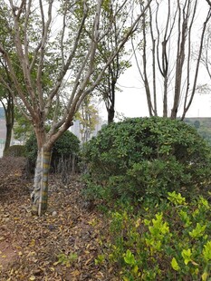 户外树木灌木景观