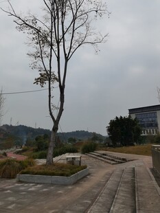 空旷广场旁的孤树立于阴天