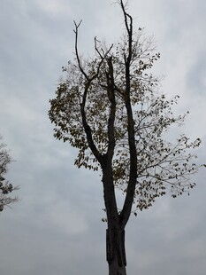 枯树挺立尽显萧瑟之态