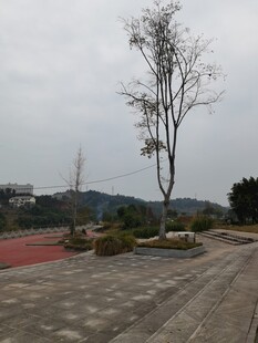 空旷场地中的孤树