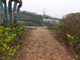 乡间小径绿植相伴