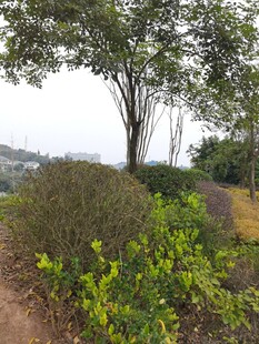 郊外绿意盎然的自然景致