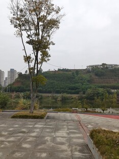 城市公园中的开阔景致