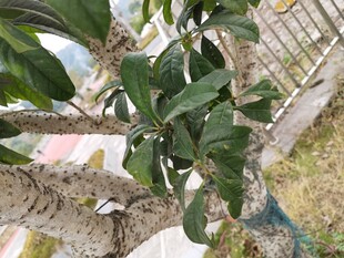 绿叶繁茂的植物特写