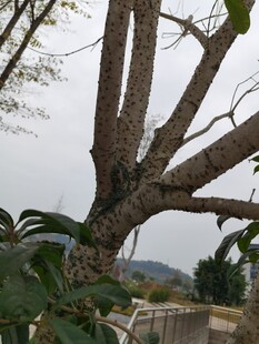 粗壮老树枝干伸展