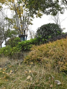 秋日郊野植物景观