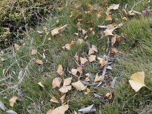 草地上散落的枯黄树叶