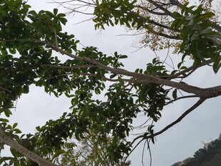 仰视繁茂树枝与天空