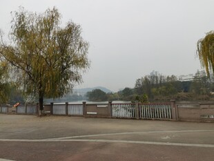 湖边道路旁的树木景观