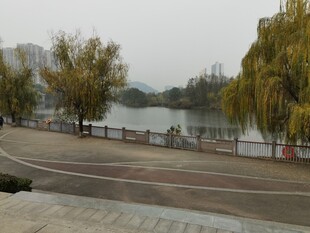 湖畔垂柳旁的宁静道路