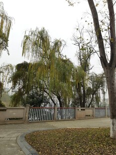 户外树木环绕的宁静场景