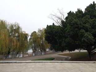 公园林荫道风景