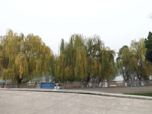 秋日路边的葱郁柳树