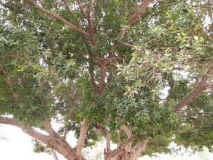 茂盛大树展现勃勃生机