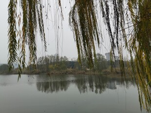 湖畔垂柳映水景