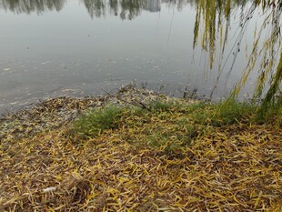 湖畔枯草垂柳静谧水景