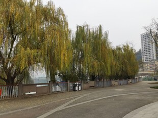 河畔垂柳下的宁静道路