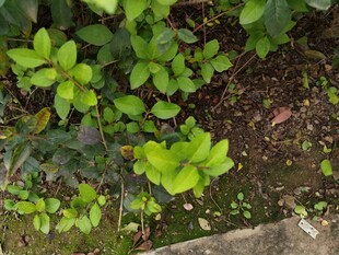 嫩绿植物生长于泥土间