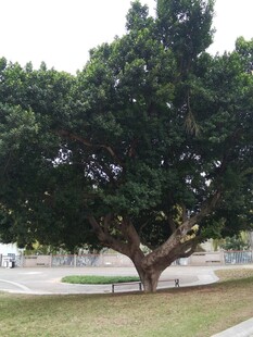 公园中茂盛的大树