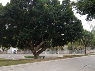 公园中繁茂大树景观