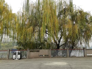 户外垂柳树下的休闲场景