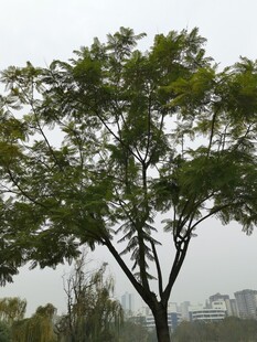 一棵枝叶繁茂的绿树