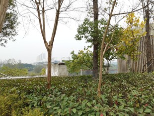 户外静谧绿植树木景观